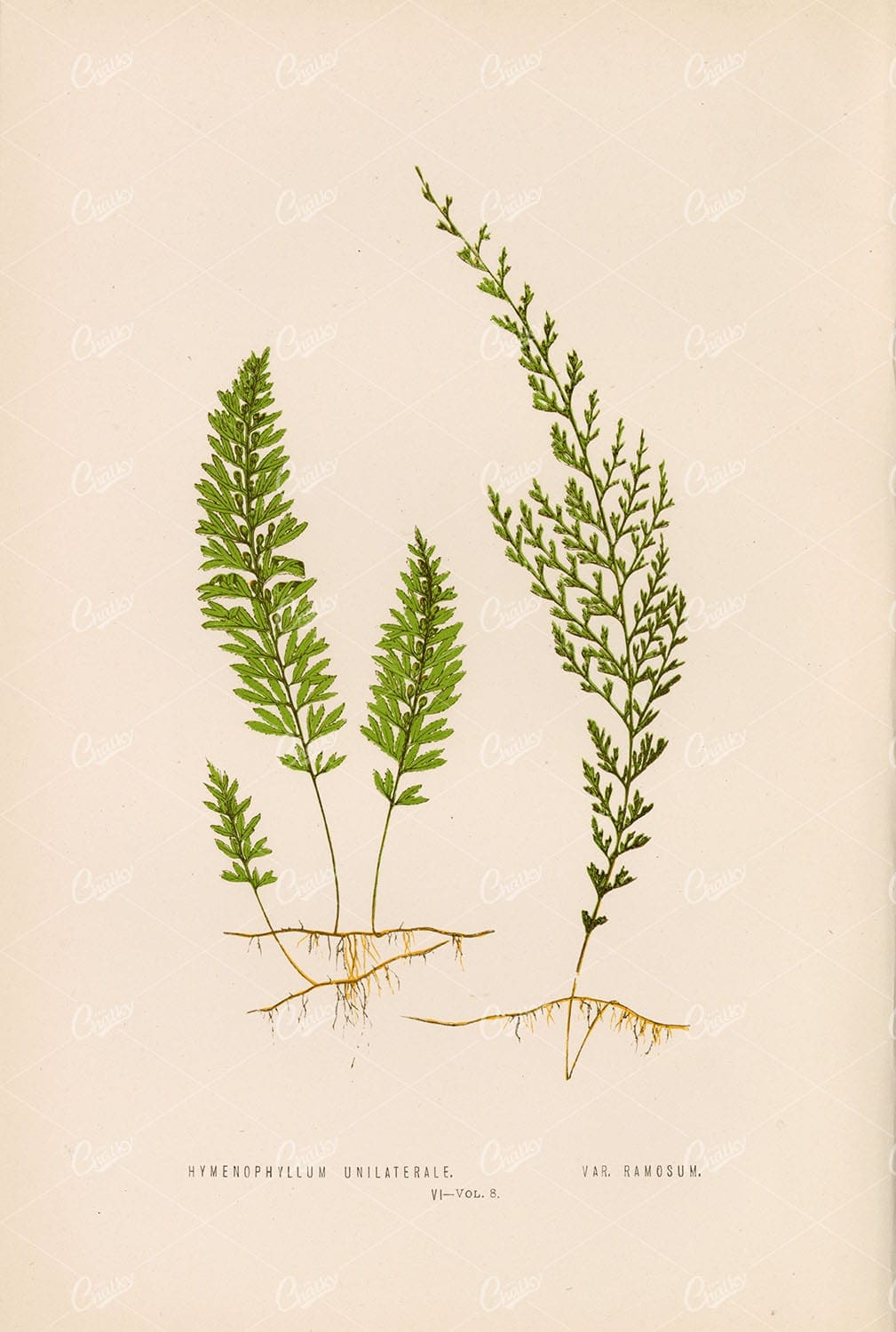 VINTAGE Artwork by Edward Lowe of the Hymenophyllum Fern Species Plate VI