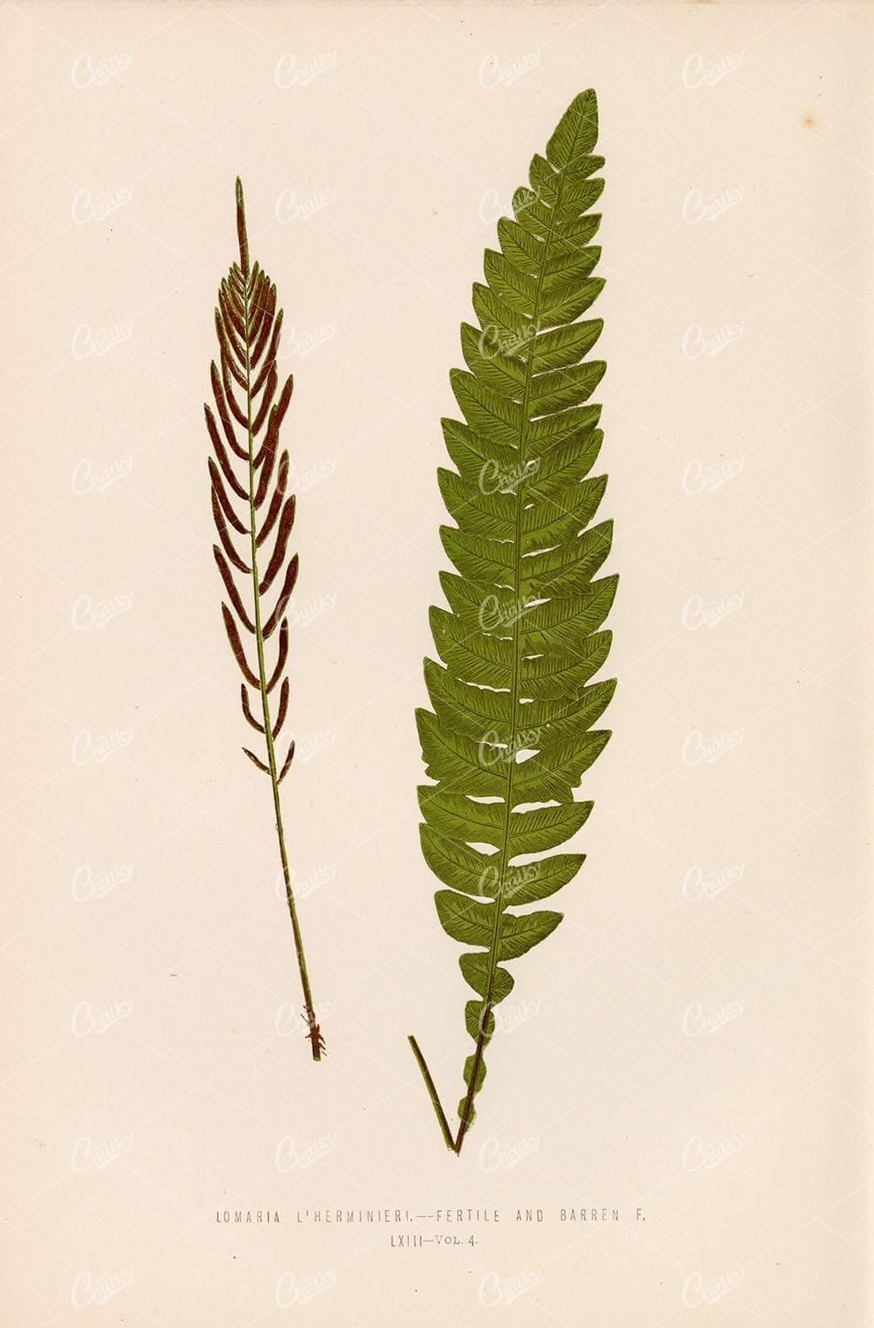 VINTAGE Artwork by Edward Lowe of the Lomaria Fern Species Plate LXIII