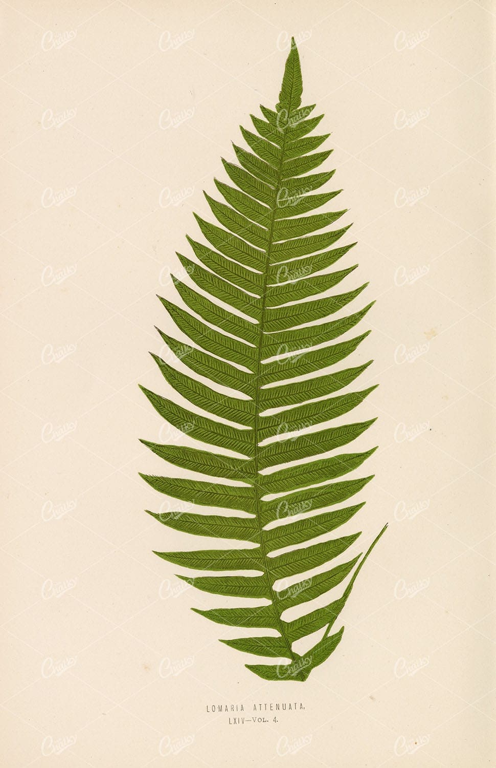 ANTIQUE Artwork by Edward Lowe of the Lomaria Fern Species Plate LXIV