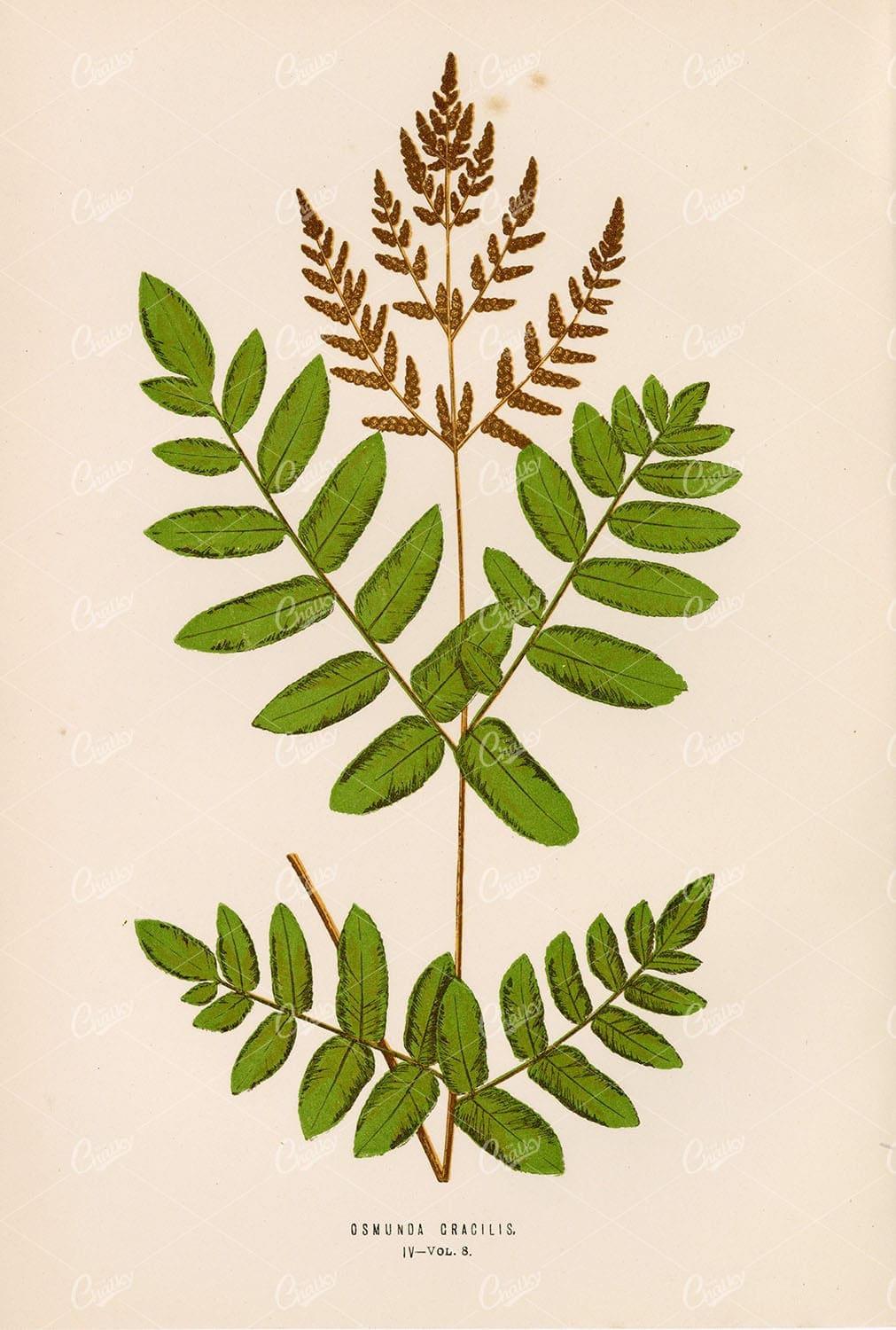 ANTIQUE Art by Edward Lowe of the Osmunda Gracilis Species Plate IV