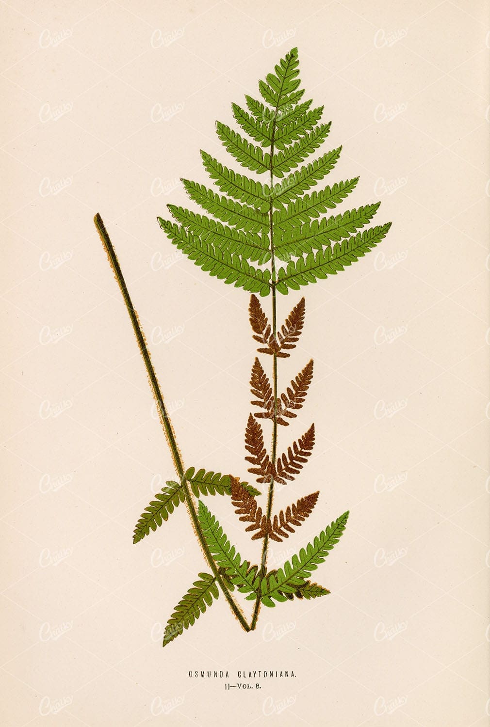 ANTIQUE Art by Edward Lowe, Osmunda Claytoniana Fern Species Plate II