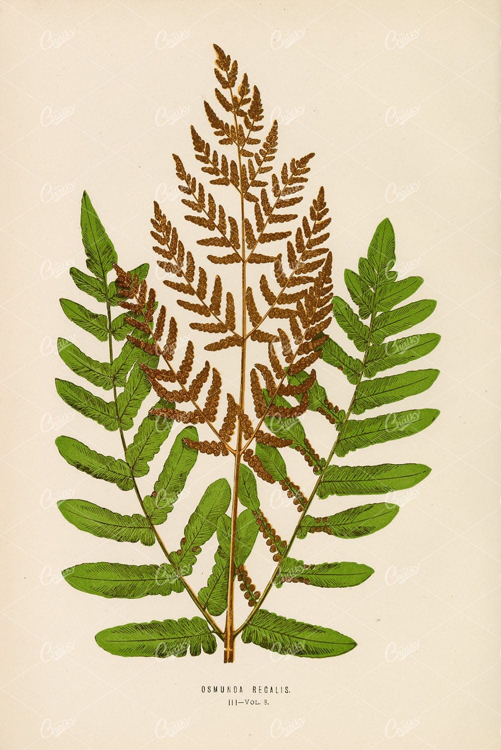 VINTAGE Wall Art by Edward Lowe, Osmunda Regalis Fern Species Plate III