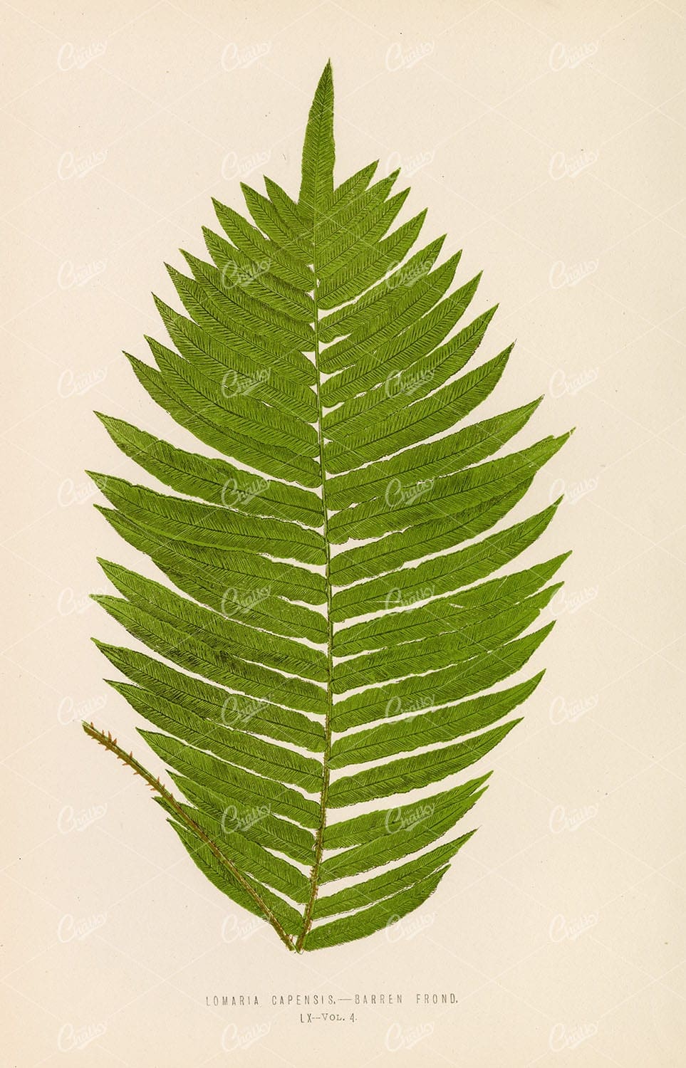 LOMARIA Capensis Fern Illustration by Edward Lowe, Vintage Wall Art