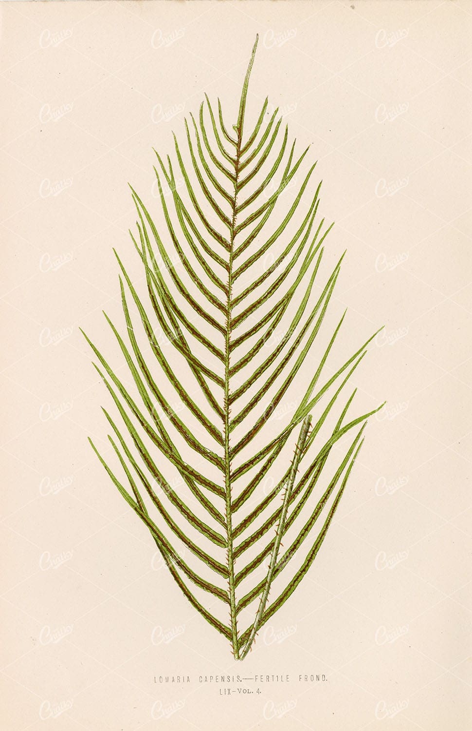 LOMARIA Capensis Fern Illustration by Edward Lowe - 1856 Artwork