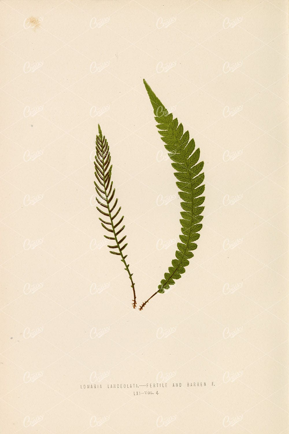 LOMARIA Lanceolata Fern Illustration by Edward Lowe, Vintage Artwork