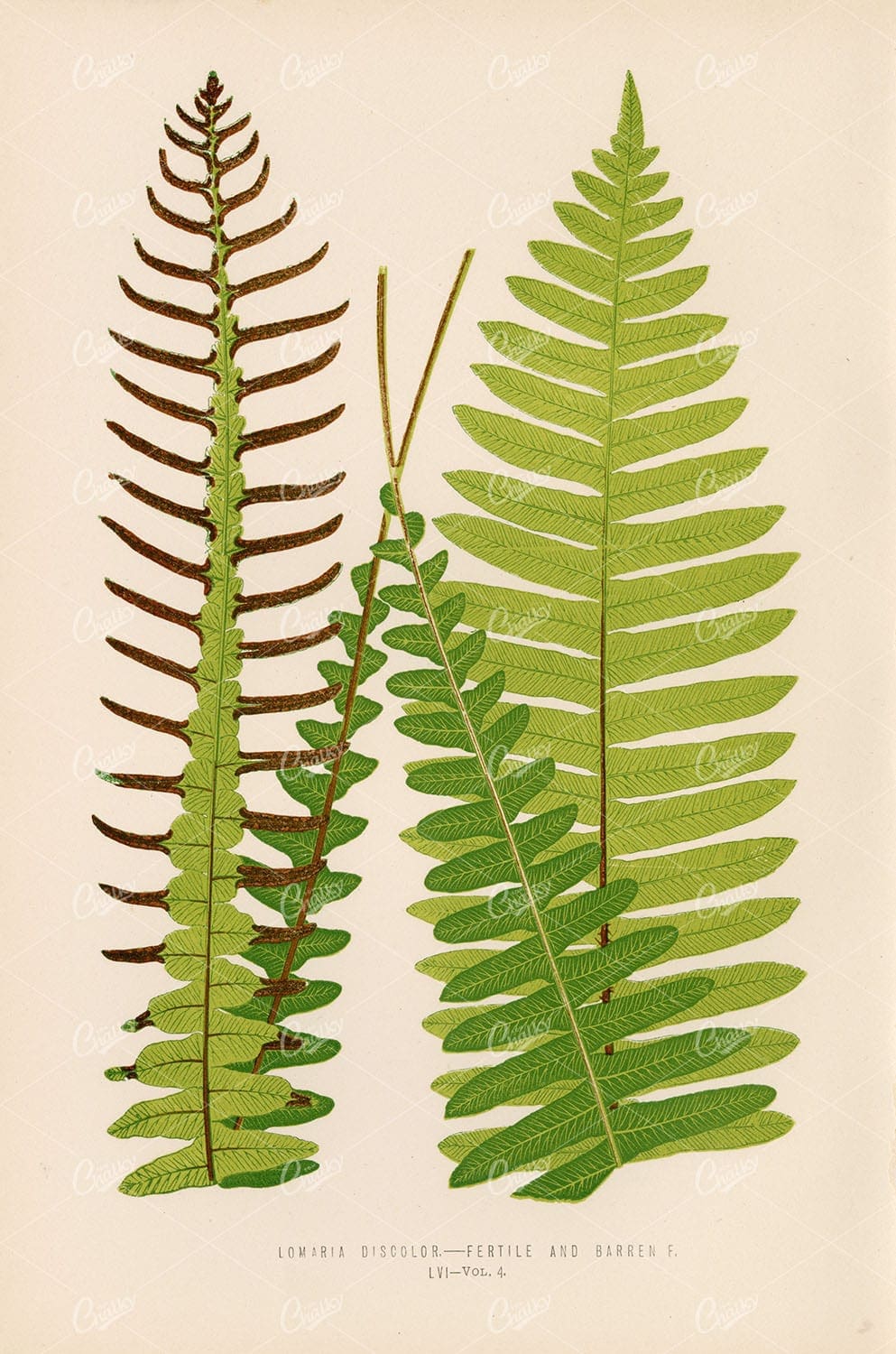 BOTANICAL Illustration by Edward Lowe. Lomaria Discolor Artwork