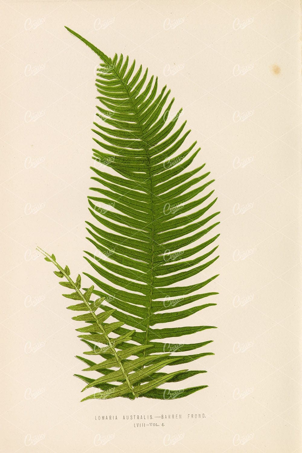 BOTANY Artwork by Edward Lowe, Lomaria Australis Fern Species