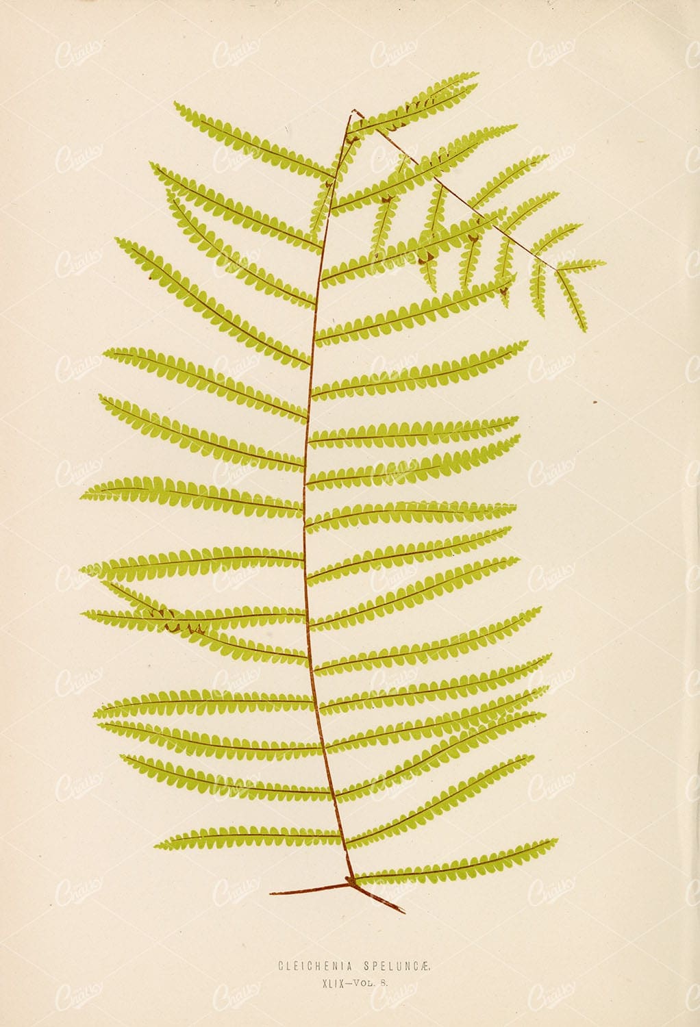 GLEICHENIA Speluncae Artwork by Edward Lowe. Vintage Botany Art