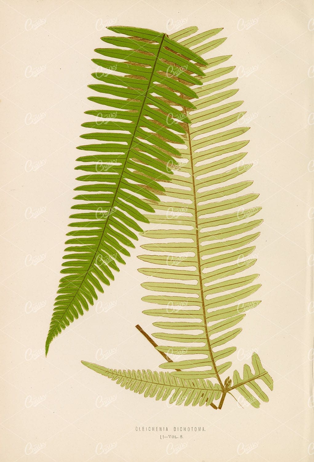 EDWARD Lowe, Gleichenia Dichotoma Fern Species Artwork 1856