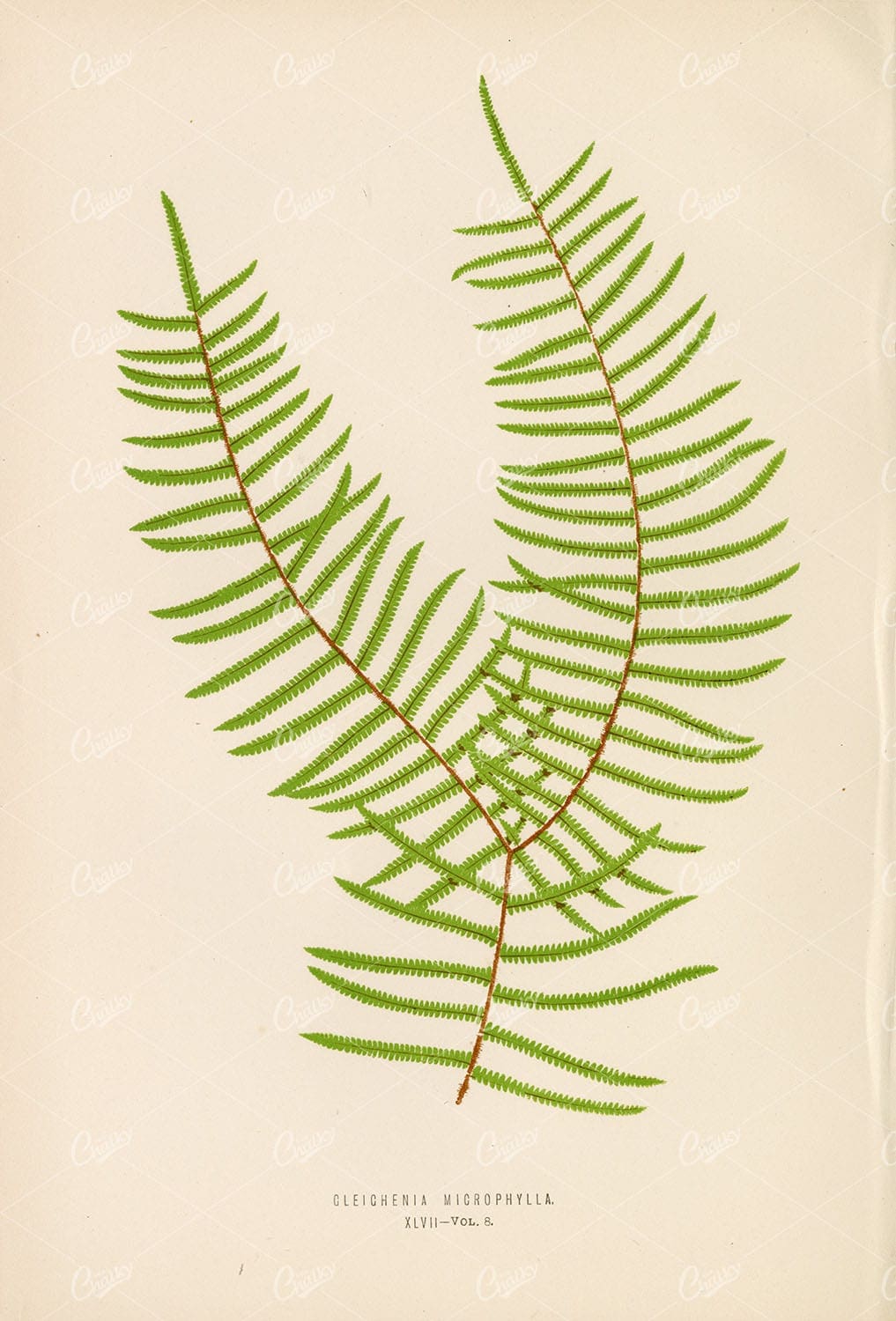 EDWARD Lowe, Gleichenia Microphylla Fern Species Artwork 1856