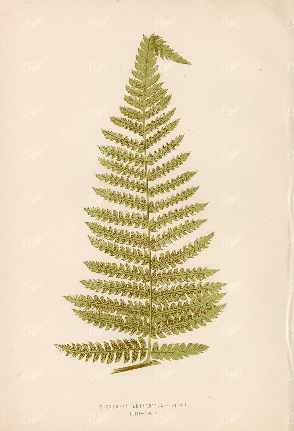 DICKSONIA Antarctica Fern Species Vintage Artwork by Edward Lowe