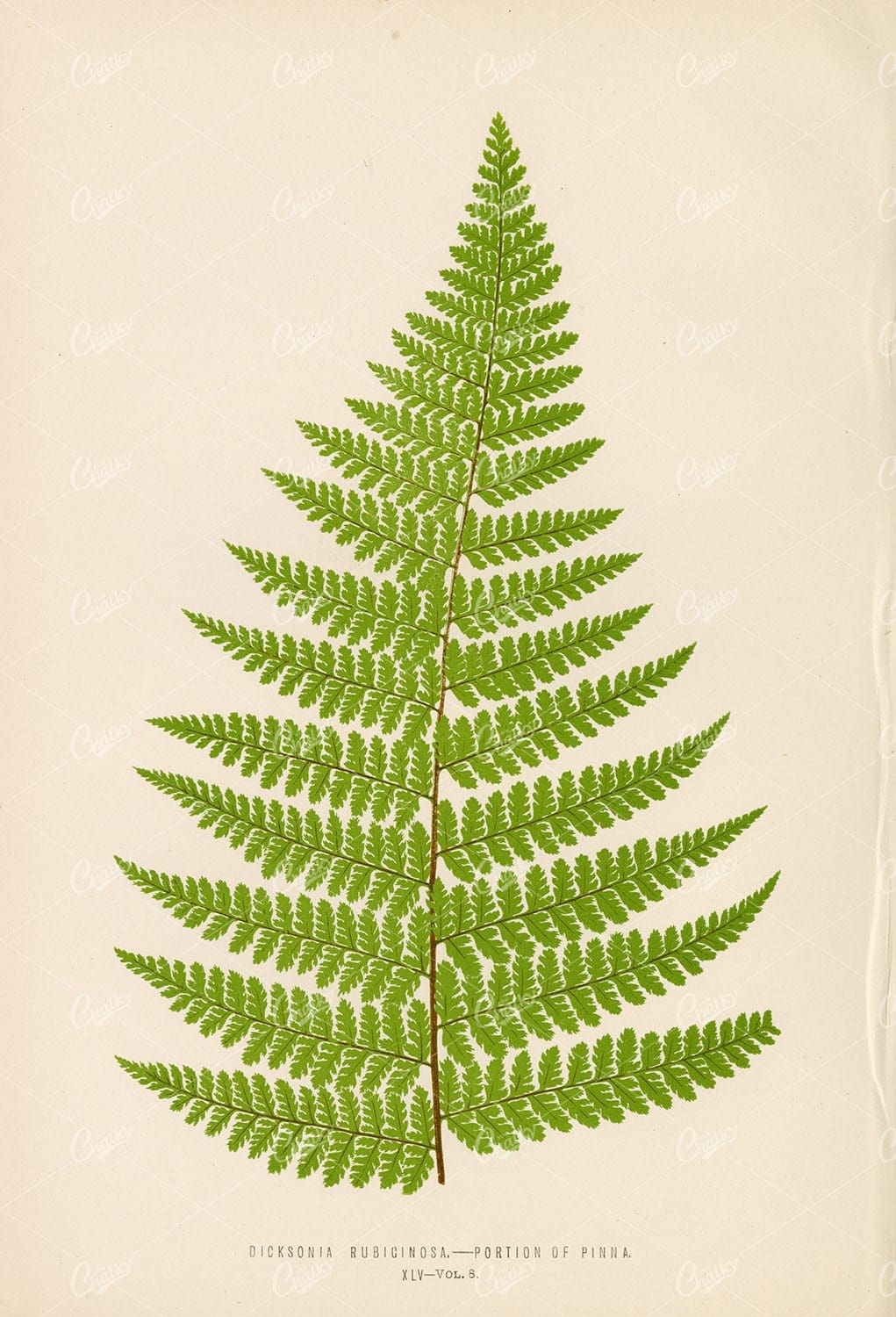 VINTAGE Fern Artwork by E.LOWE of the Dicksonia Rubiginosa Species
