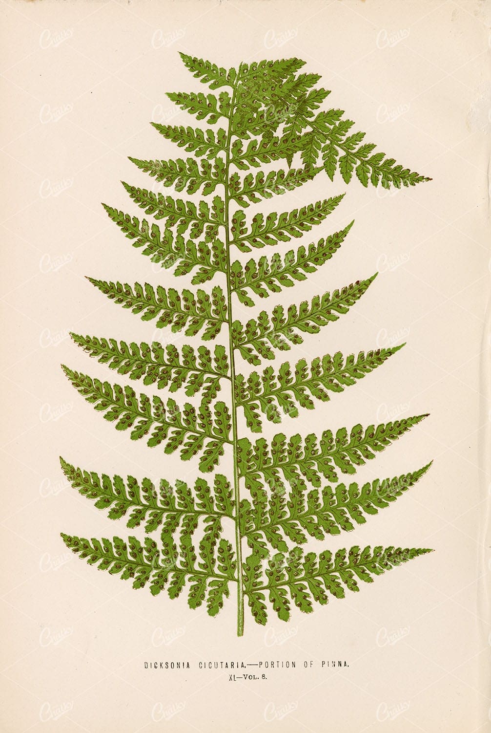 VINTAGE Fern Artwork by E.LOWE of the Dicksonia Cicutaria Species Plate XL