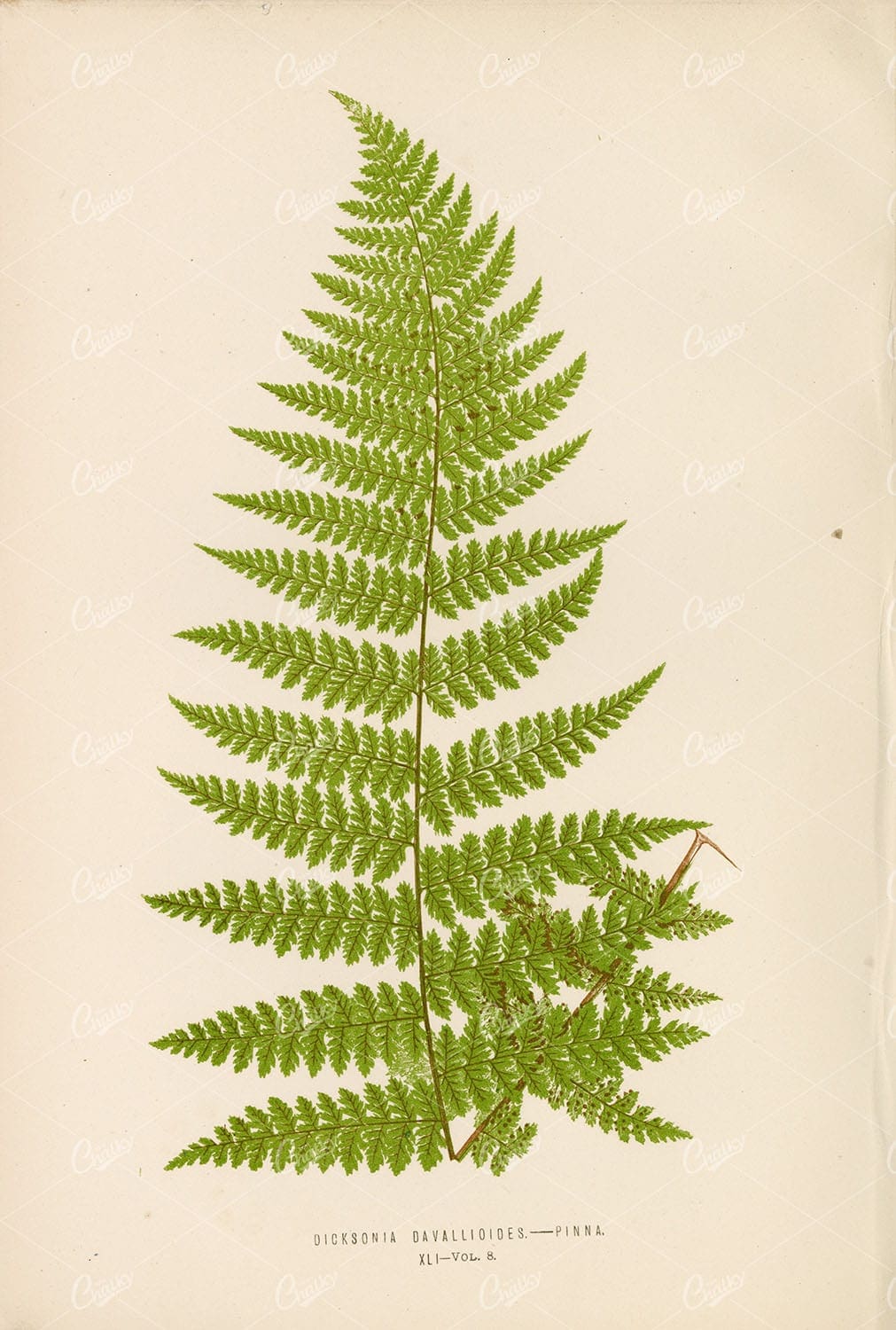 VINTAGE Fern Artwork by LOWE of the Dicksonia Davallioides Species