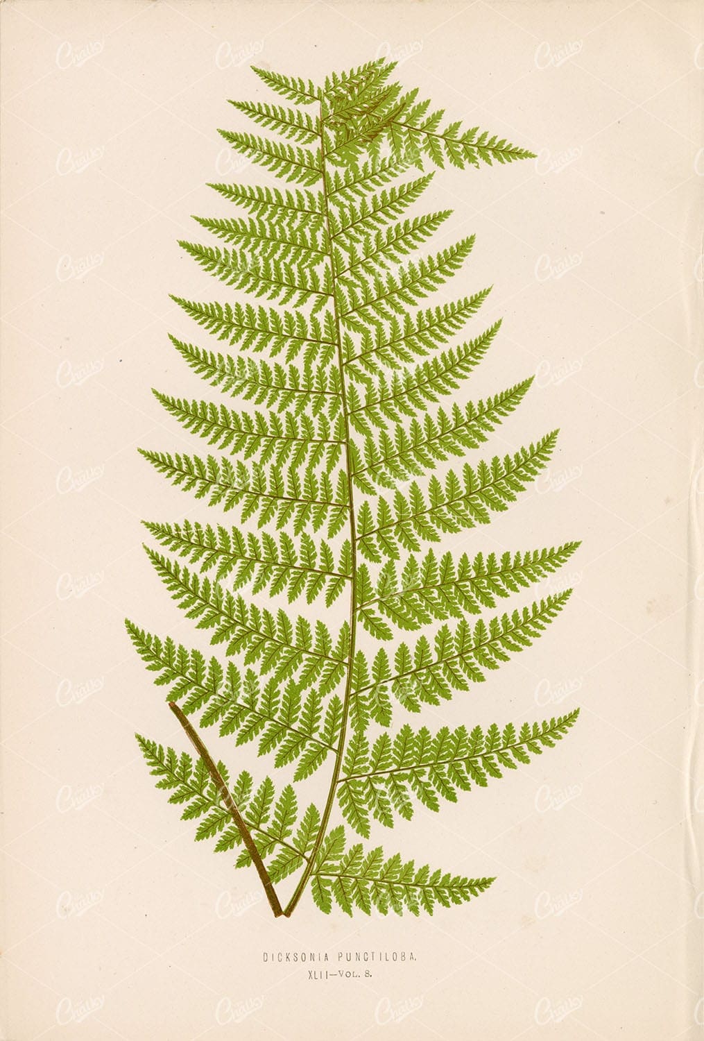 ANTIQUE Fern Artwork by LOWE of the Dicksonia Punctiloba Species