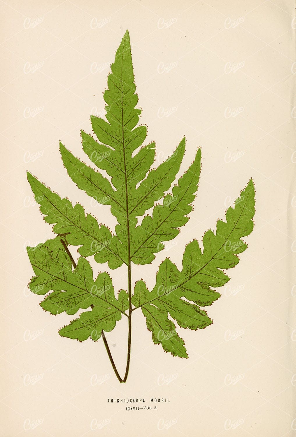 BOTANICAL Fern Artwork of the Trichiocarpa Moorii by Edward Lowe 1856