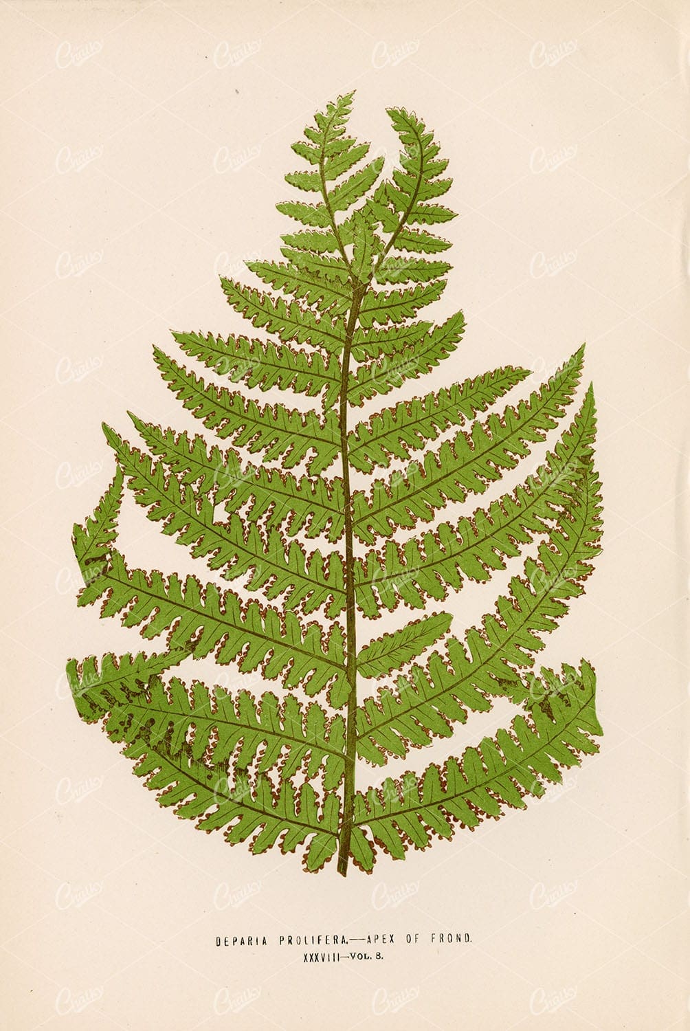 BOTANICAL Fern Artwork of the Deparia Prolifera by Edward Lowe 1856
