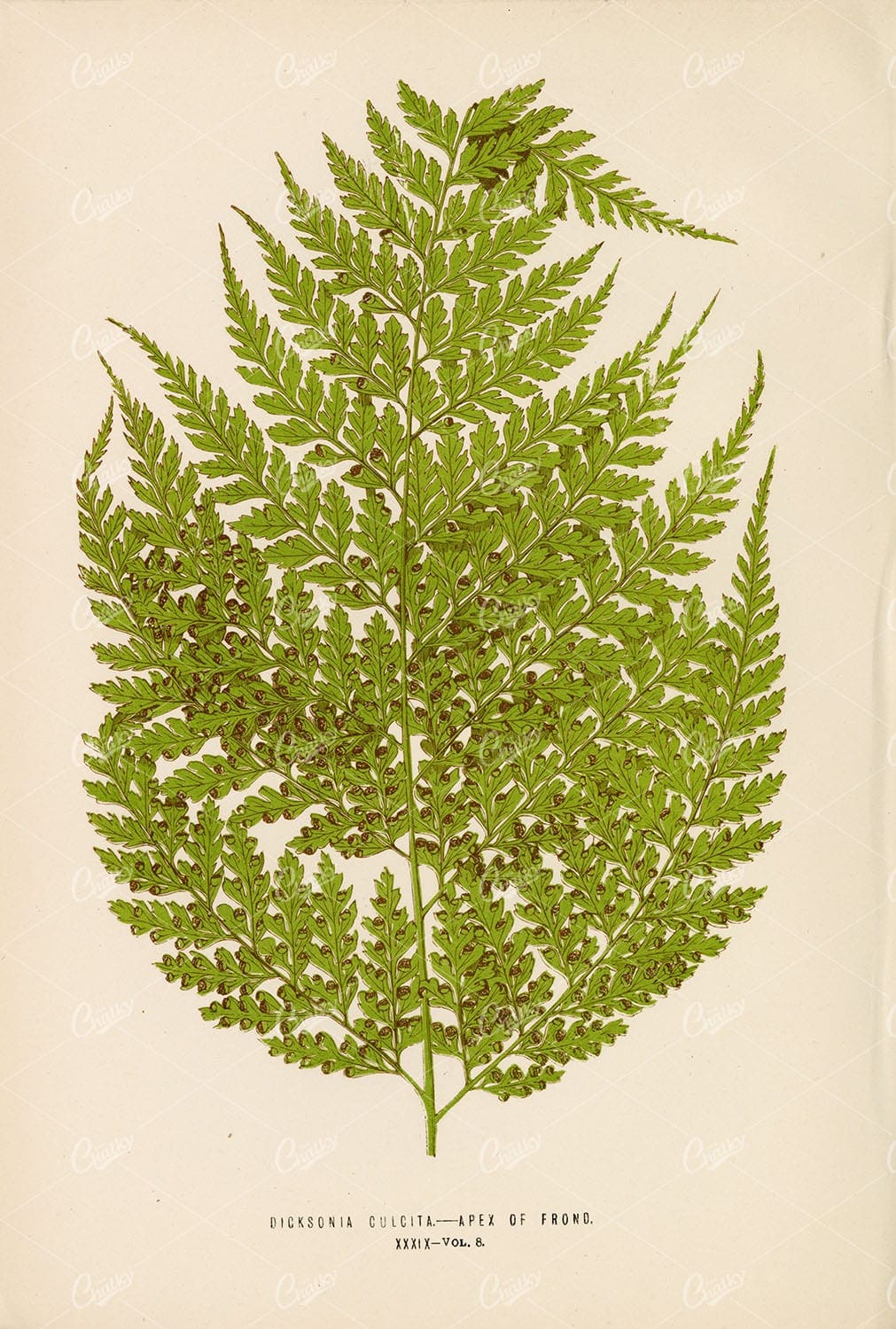 BOTANY Fern Artwork of the Dicksonia Culcita by Edward Lowe Plate XXXIX