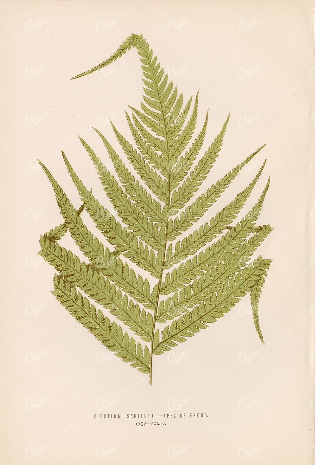 ILLUSTRATION of the Cibotium Schiedei Fern by Edward Lowe Plate XXXV