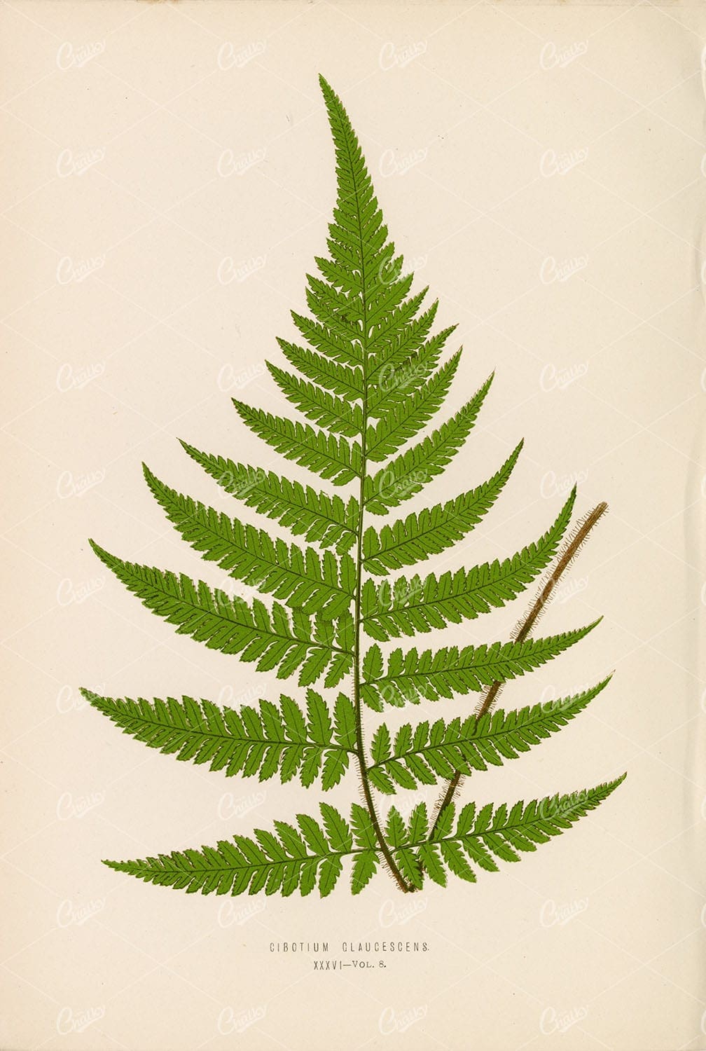 CIBOTIUM Glaucescens Fern Illustration by Edward Lowe Plate XXXVI