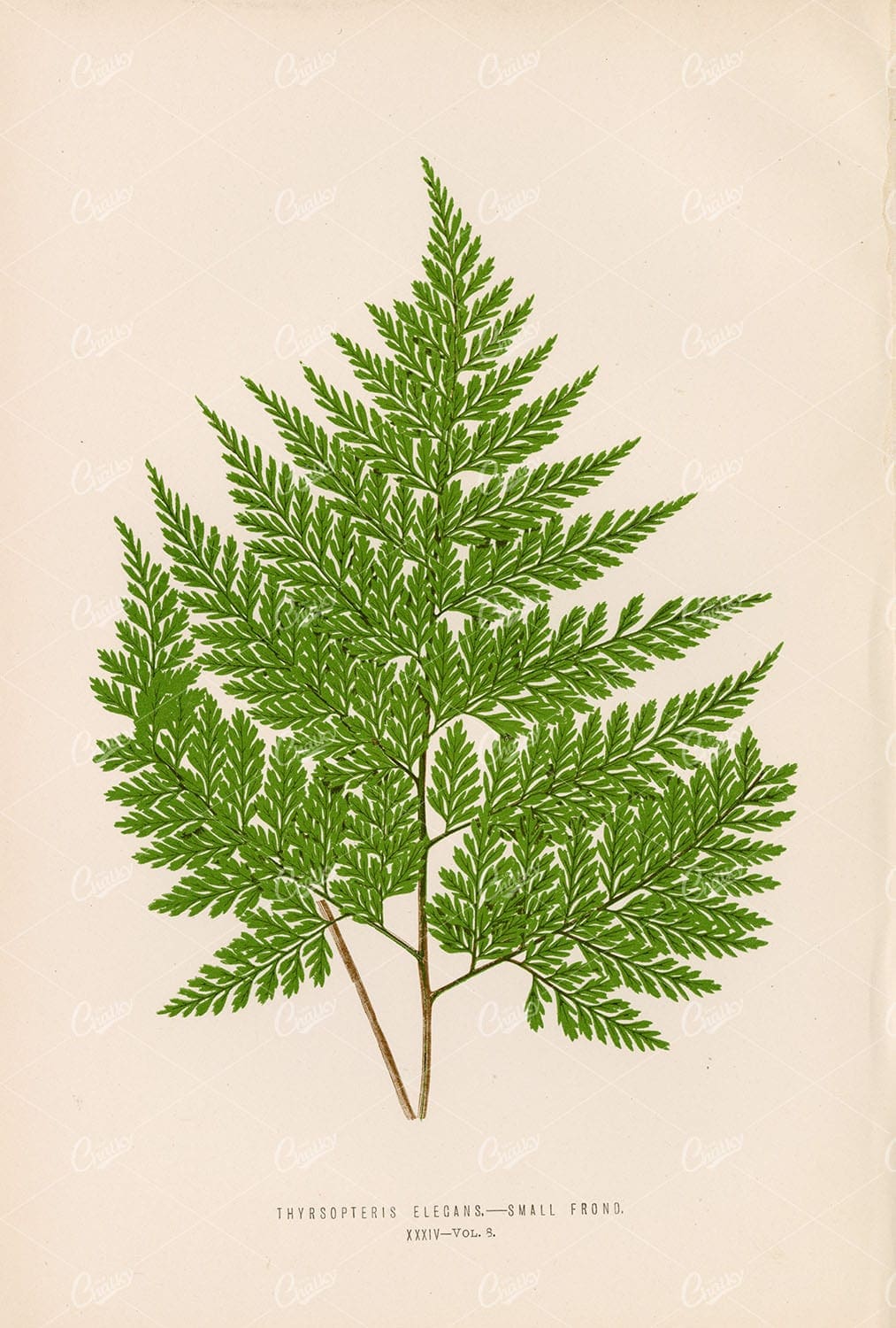 THYRSOPTERIS Elegans Fern Illustration by Edward Lowe Plate XXXIV