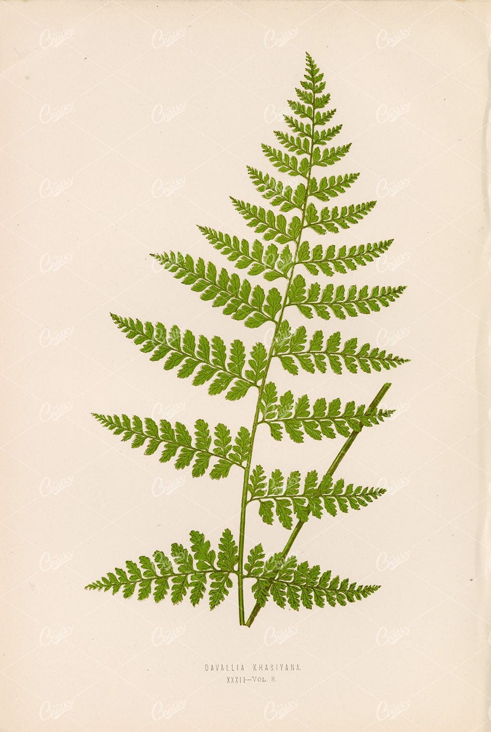 DAVALLIA Khasiyana Fern Illustration by Edward Lowe Plate XXXII