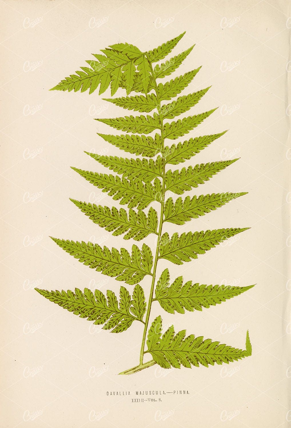 VINTAGE Fern Artwork by Edward Lowe of the Davallia Majuscula Species