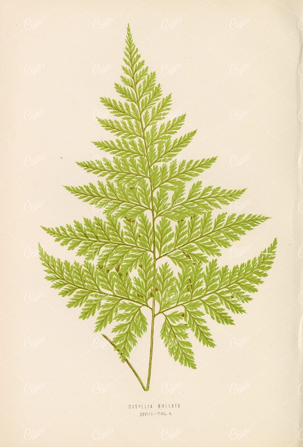 VINTAGE Fern Artwork by Edward Lowe of the Davallia Bullata Species