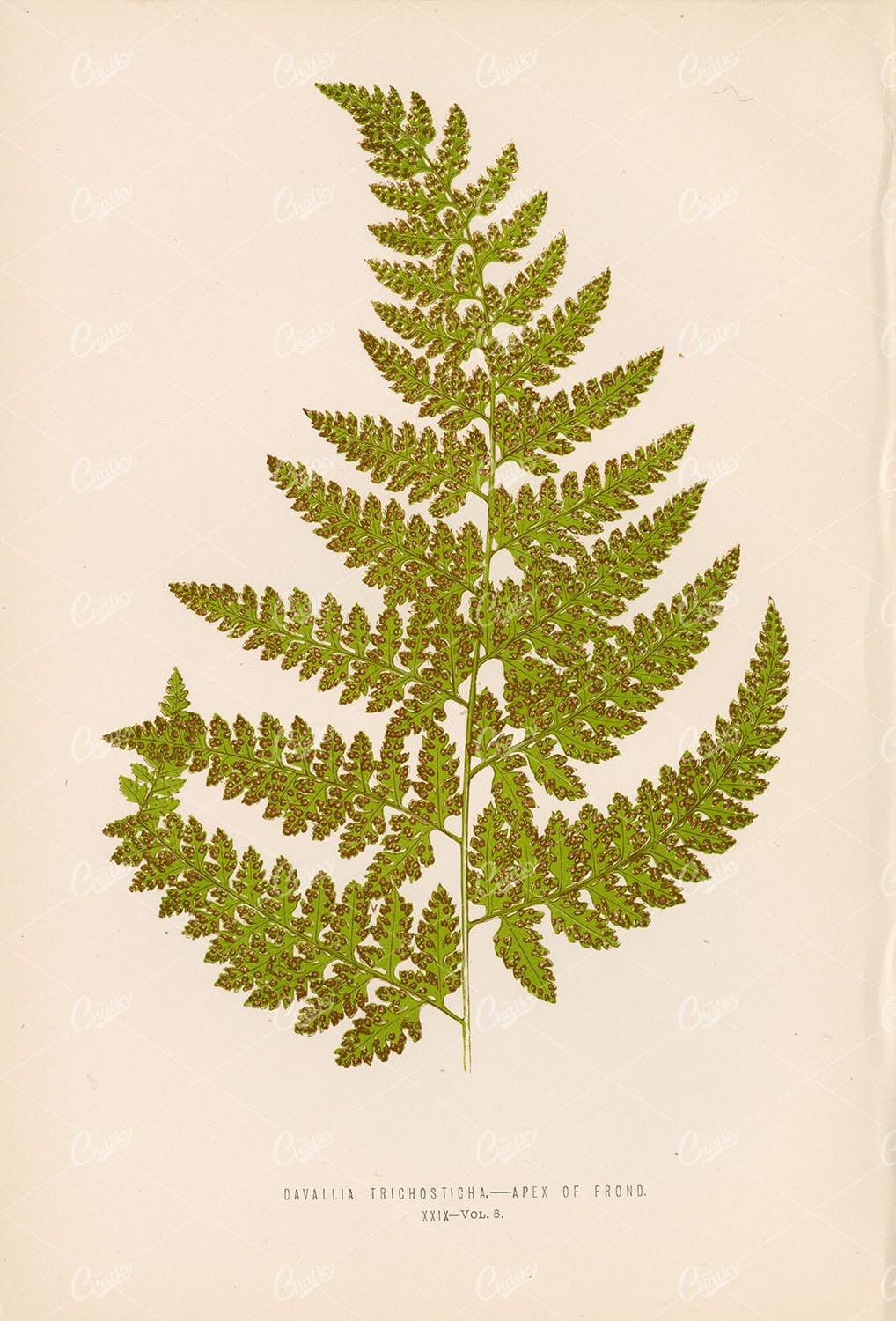 EDWARD Lowe, Davallia Trichosticha Fern Vintage Artwork Plate XXIX