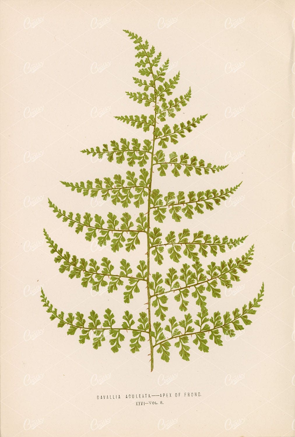 VINTAGE Fern Artwork by Edward Lowe of the Davallia Species Plate XXVI