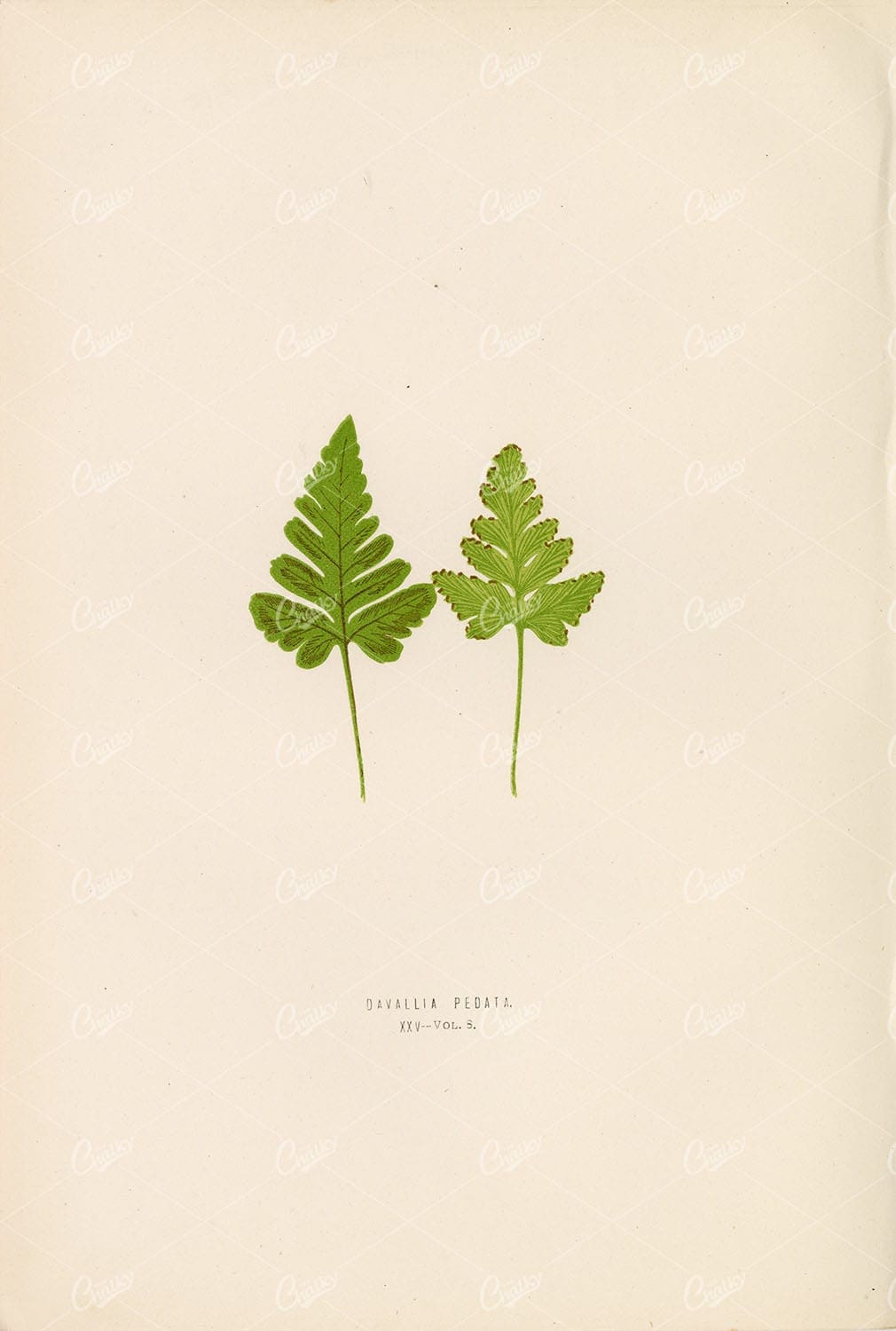 VINTAGE Fern Artwork by Edward Lowe of the Davallia Species Plate XXV