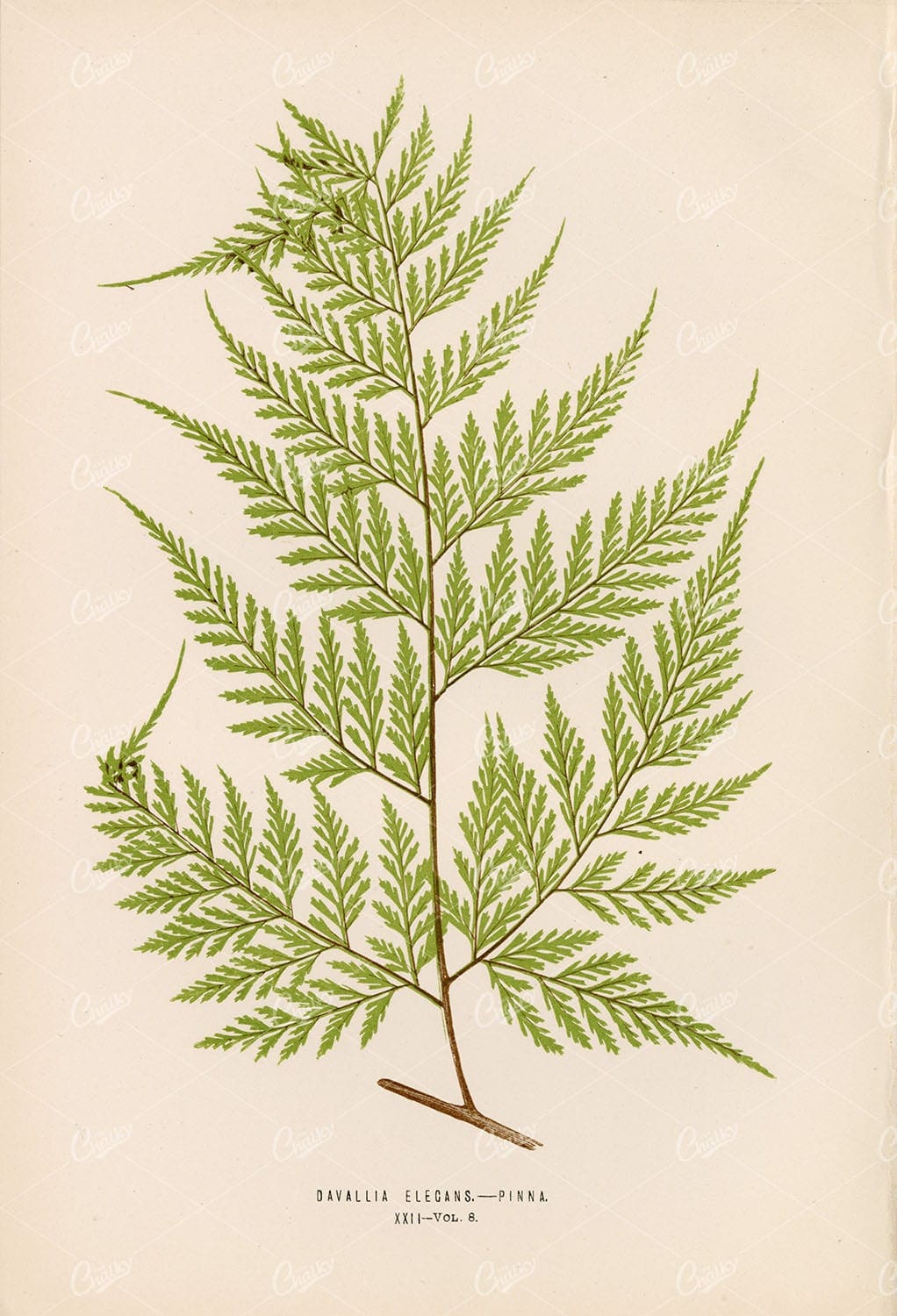 BOTANY Illustration by Edward Lowe of the Davallia Species Plate XXII