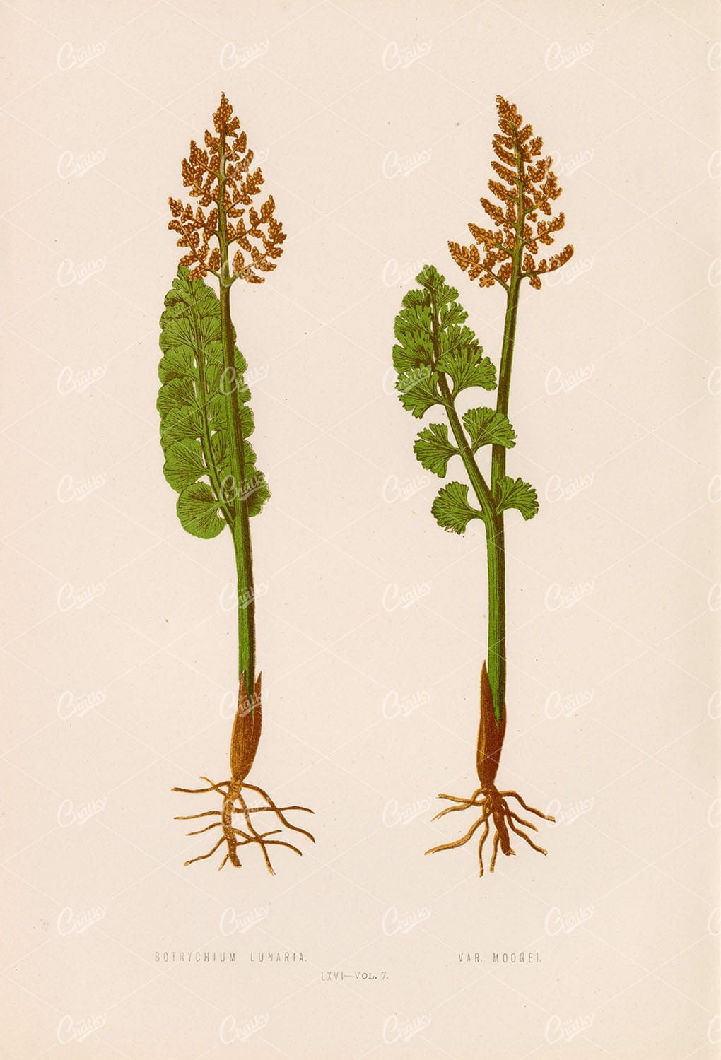 BOTRYCHIUM Fern Species Vintage Illustration by Edward Lowe Plate LXVI