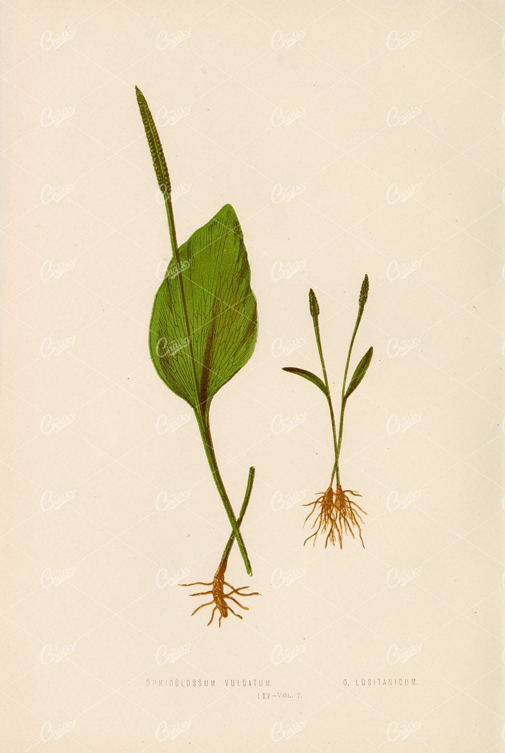 OPHIOGLOSSUM Fern Species Illustration by Edward Lowe Plate LXV
