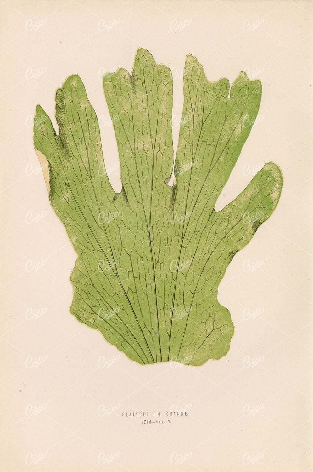 PLATYCERIUM Crande Fern Species Illustration by Edward Lowe Plate LXIV
