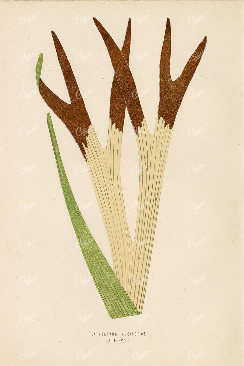 PLATYCERIUM Fern Species Illustration by Edward Lowe Plate LXIII