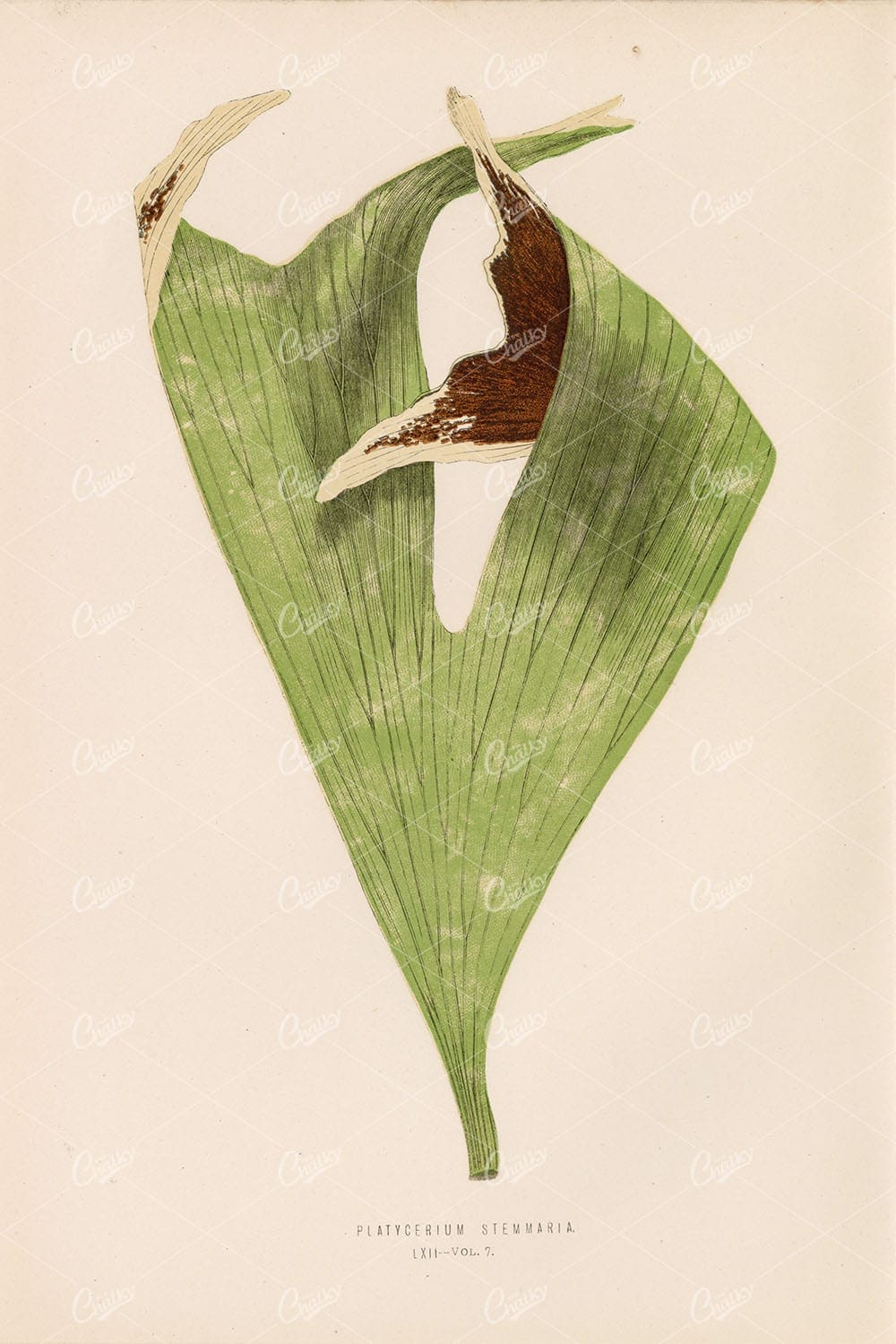 ANTIQUE Artwork by Edward Lowe, Platycerium Stemmaria Plate LXII