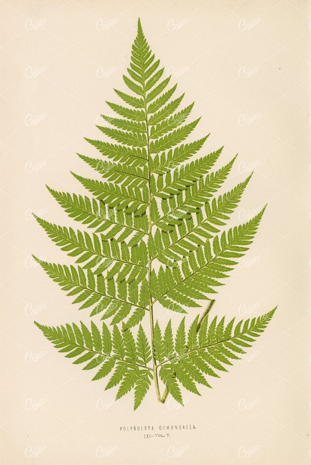 ANTIQUE Artwork by Edward Lowe, Polybotrya Osmundacea Plate LXI