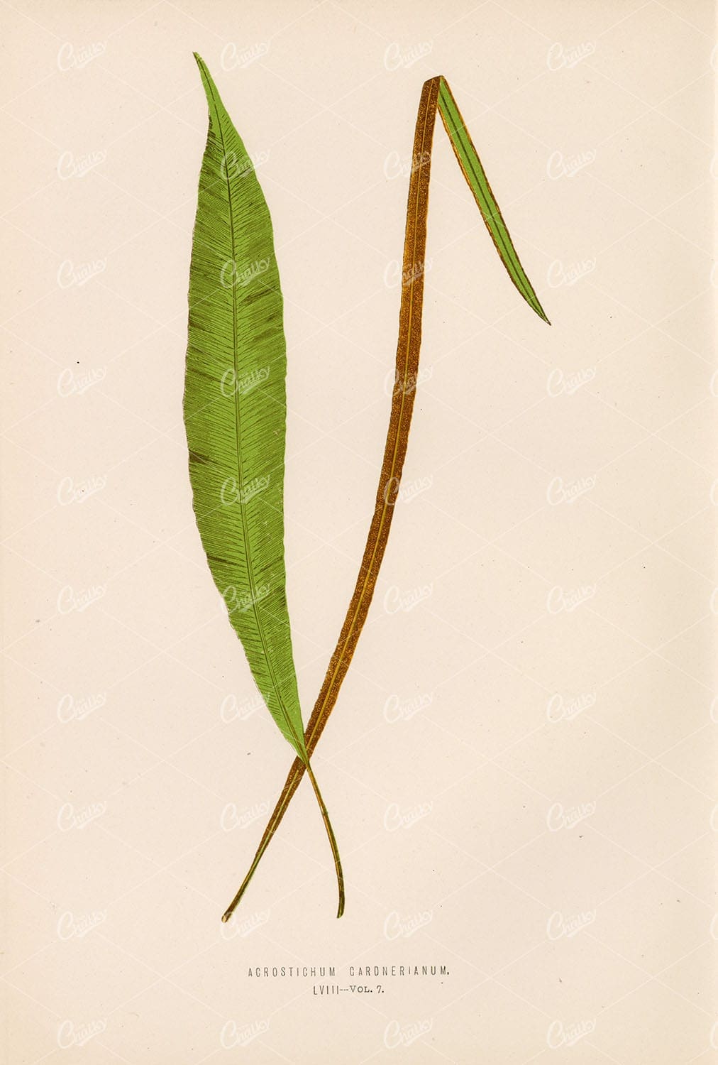 ANTIQUE Artwork by Edward Lowe, Acrostichum Gardnerianum