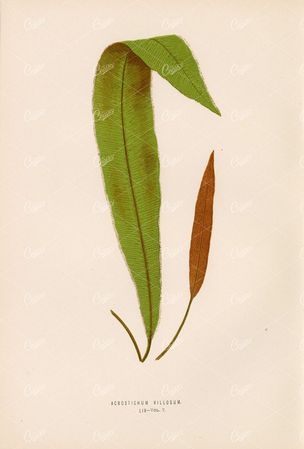 VINTAGE Artwork by Edward Lowe, Acrostichum Villosum Plate LIV
