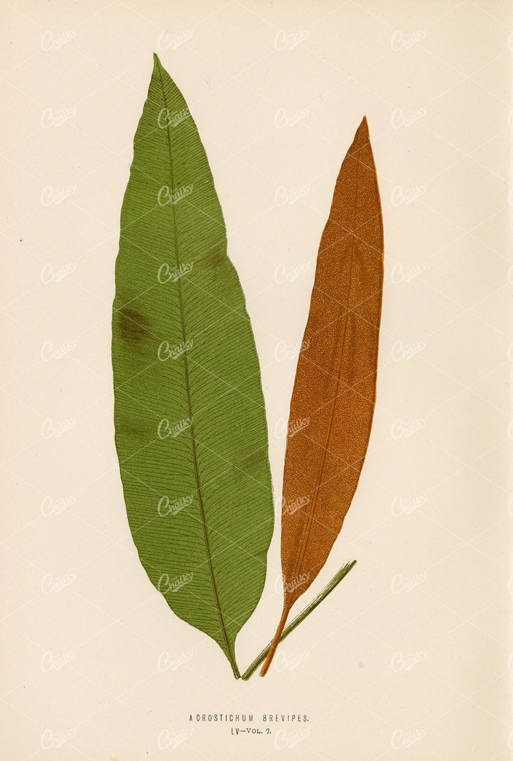 VINTAGE Illustration by Edward Lowe, Acrostichum Brevipes Plate LV