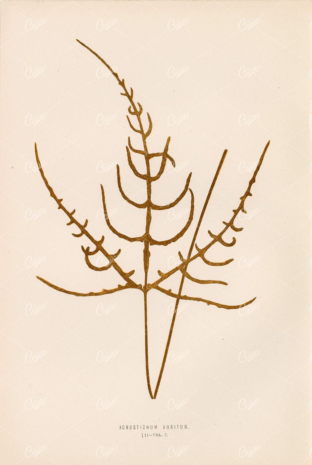 ACROSTICHUM Auritum Fern Illustration by Edward Lowe, Plate LII 1856