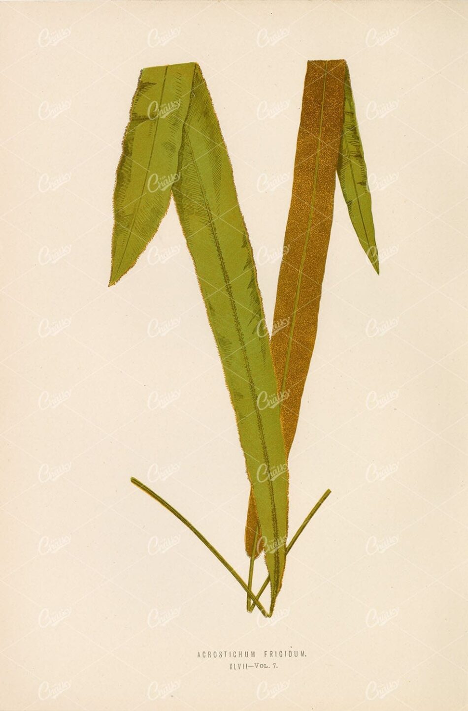 ACROSTICHUM Frigidum Fern Illustration by Edward Lowe, Plate XLVII
