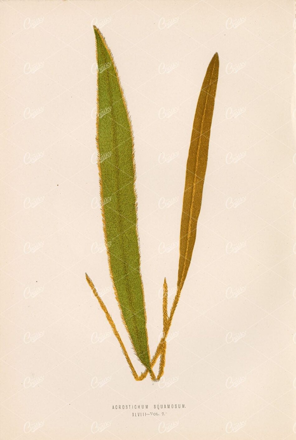 EDWARD Lowe, Fern Illustration of the Acrostichum Squamosum Species