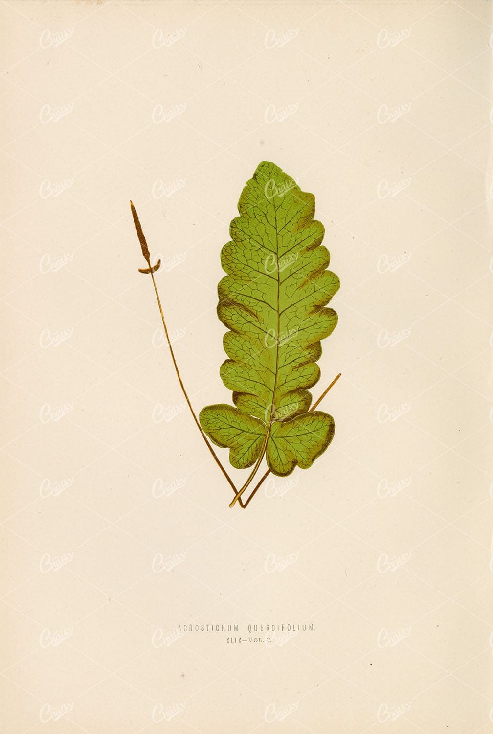 EDWARD Lowe, Fern Illustration of the Acrostichum Quercifolium Species