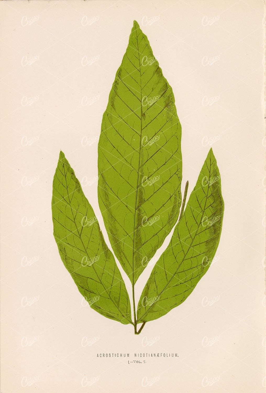 EDWARD Lowe, Fern Illustration of the Acrostichum Nicotianaefolium Species