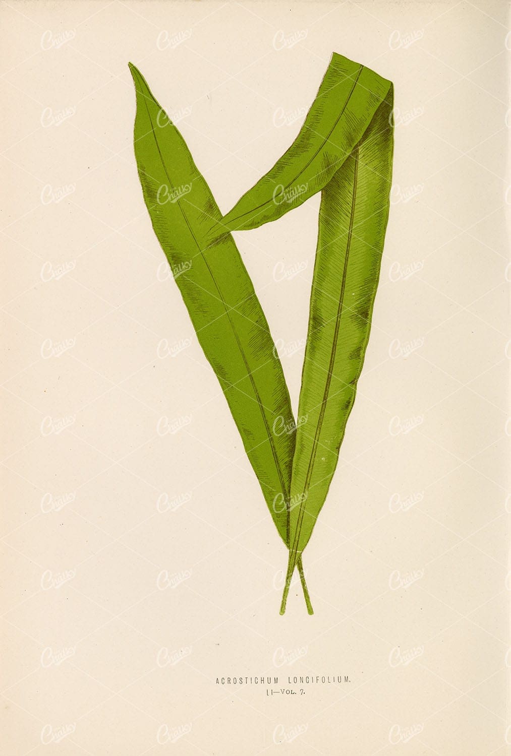 EDWARD Lowe, Fern Illustration of the Acrostichum Longifolium Species