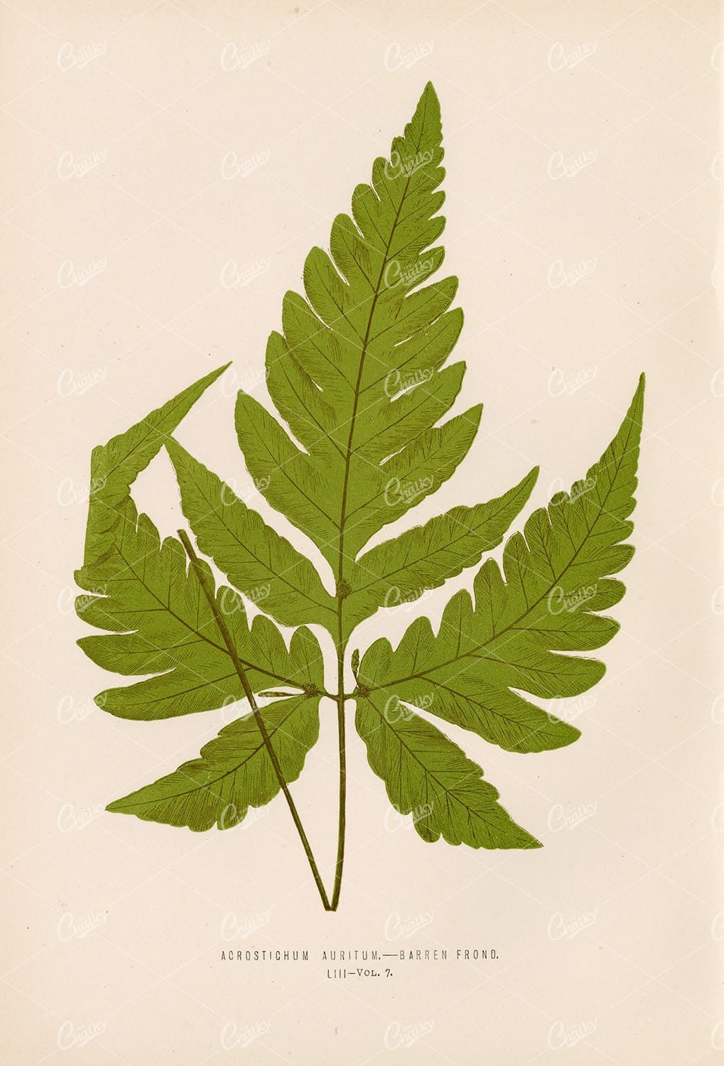 EDWARD Lowe, Vintage Illustration of the Acrostichum Fern Species
