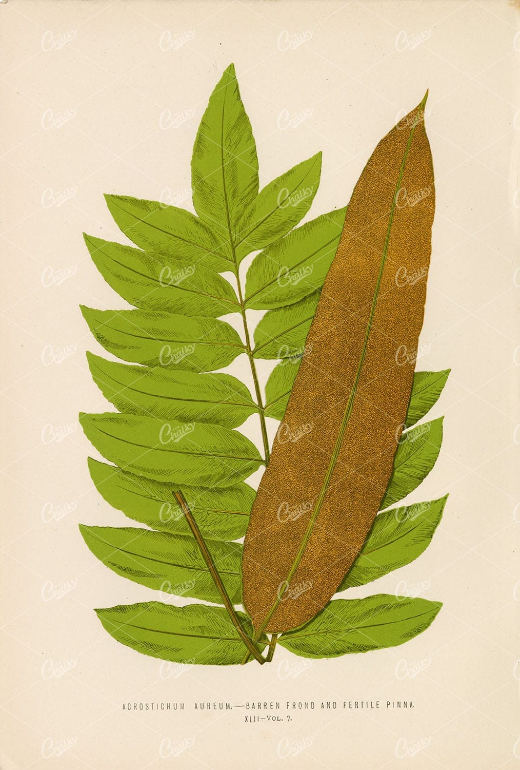 LOWE, E. Vintage Artwork of the Acrostichum Aureum Fern Species