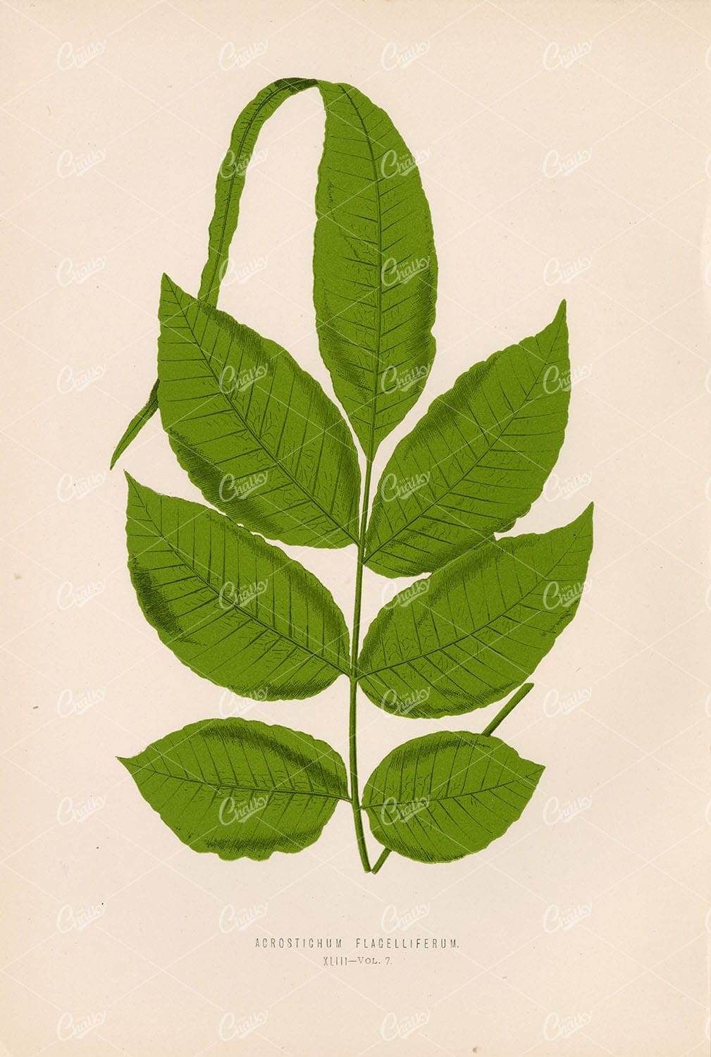 BOTANICAL Artwork by Edward Lowe. Acrostichum Flagelliferum Plate XLIII